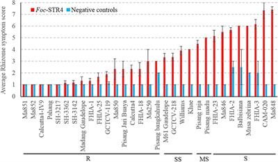 Assessing Variations in Host Resistance to Fusarium oxysporum f sp. cubense Race 4 in Musa Species, With a Focus on the Subtropical Race 4